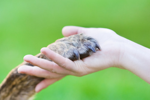 Tierkommunikation: Foto: © Ermolaev_Alexander / shutterstock / #113046574